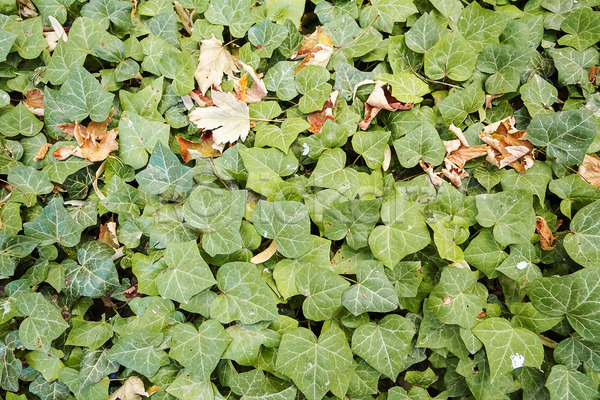 사람없음 JPG 포토 해외이미지 10월 11월 가을(계절) 갈색 계절 공원 날씨 내추럴 노란색 백그라운드 벽지 빨간색 숲 식물 야외 여름(계절) 오렌지 유기농 잎 자연 장식 정원 질감 초록색 컬러풀 패턴 해외202004 황금