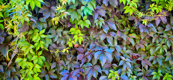 새로움 성장 신선 사람없음 JPG 포토 해외이미지 가장자리 건강 골격 광합성 내추럴 닫기 묘사 문학 백그라운드 생태계 생태학 식물 여름 유기농 잎 자연 정맥 질감 초록색 추상 컨셉 해외202004 해외포토 햇빛 환경