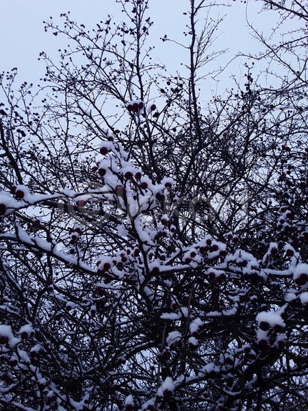 추위 사람없음 JPG 포토 해외이미지 12월 가을(계절) 겨울 계절 나무 나뭇가지 날씨 내추럴 냉동 눈내림 백그라운드 서리 숲 식물 야외 얼음 자연 장식 크리스마스 해외202004 흰색