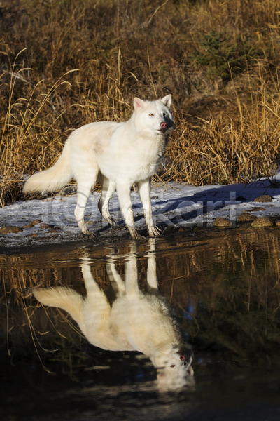 사람없음 JPG 포토 해외이미지 강 늑대 반사 북극늑대 서기 야생동물 야외 주간 한마리 해외202004