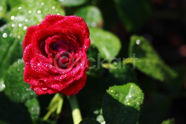 러블리 사랑 사람없음 JPG 포토 해외이미지 꽃 꽃무늬 내추럴 벚꽃 빗방울 빨간색 식물 자연 장미 정원 해외202004