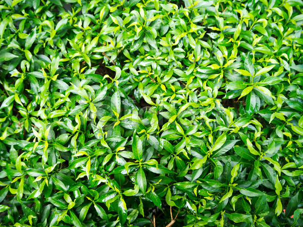 성장 신선 사람없음 JPG 포토 해외이미지 공원 꽃 나무 나뭇가지 내추럴 농업 디자인 목재 백그라운드 봄 빛 식물 아이비 야외 여름(계절) 유기농 잎 자연 정원 질감 초록색 추상 패턴 해외202004 환경