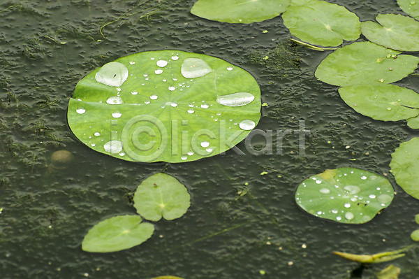 사람없음 JPG 포토 관곡지 물방울 비(날씨) 시흥 야외 연못 연잎 주간 한국