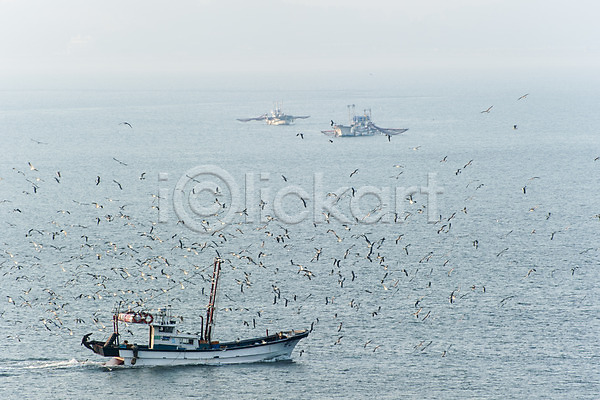 사람없음 JPG 포토 갈매기 바다 야외 어선 여러마리 주간 풍경(경치) 한국 황청포구