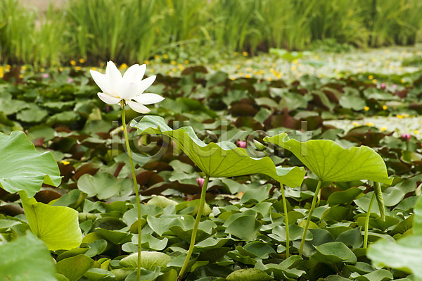 사람없음 JPG 포토 관곡지 시흥 야외 연꽃(꽃) 연못 연잎 주간 한국 한송이 흰색