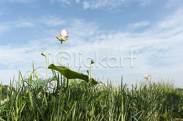 사람없음 JPG 포토 관곡지 구름(자연) 맑음 시흥 식물 야외 연꽃(꽃) 연잎 주간 하늘 한국