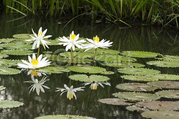 사람없음 JPG 포토 야외 여러송이 연꽃(꽃) 연못 연잎 주간 흰색