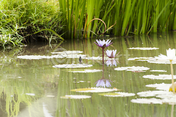 사람없음 JPG 포토 반사 보라색 야외 연꽃(꽃) 연못 연잎 주간