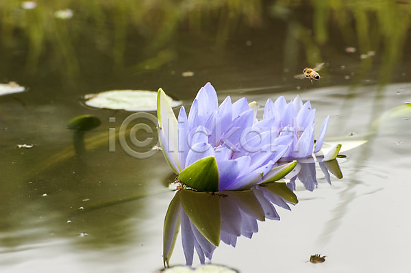 사람없음 JPG 포토 두송이 반사 벌(곤충) 보라색 야외 연꽃(꽃) 연못 주간 한마리