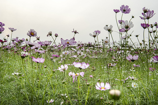 사람없음 JPG 포토 꽃밭 보라색 야외 여러송이 연보라색 주간 코스모스(꽃) 한국