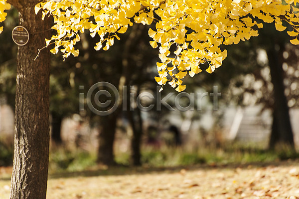 사람없음 JPG 아웃포커스 포토 가을(계절) 노란색 야외 은행나무 은행잎 주간 호수공원