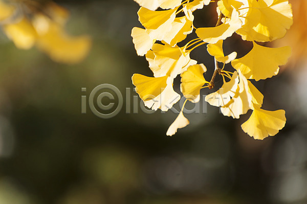 사람없음 JPG 아웃포커스 포토 가을(계절) 노란색 야외 은행잎 주간 호수공원