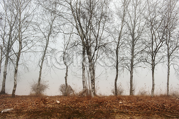 사람없음 JPG 포토 가을(계절) 나무 앙상함 야외 여러그루 주간 풍경(경치) 한국 호수공원