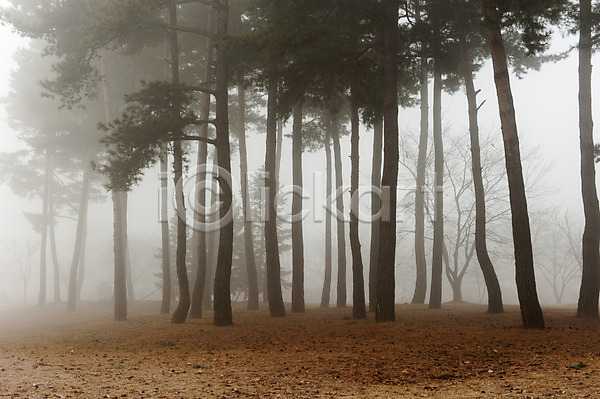 사람없음 JPG 포토 가을(계절) 나무 안개 야외 여러그루 주간 풍경(경치) 한국 호수공원