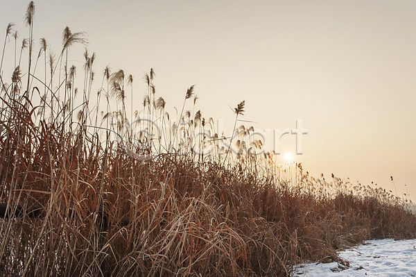 사람없음 JPG 포토 갈대(식물) 갈대밭 겨울 겨울풍경 눈(날씨) 야외 억새 억새밭 일몰 주간 풍경(경치) 하늘 한국 호수공원