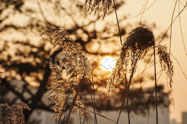 사람없음 JPG 아웃포커스 포토 갈대(식물) 겨울 야외 억새 일몰 주간 태양 호수공원