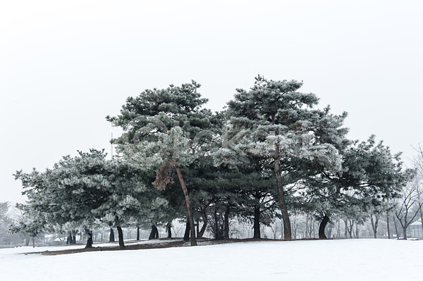 사람없음 JPG 포토 겨울 겨울풍경 눈(날씨) 소나무 야외 여러그루 주간 풍경(경치) 한국 호수공원