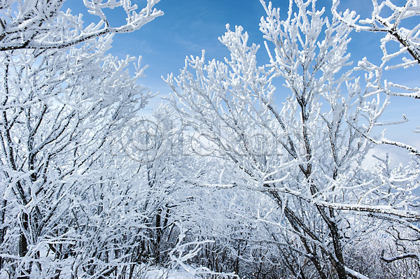 사람없음 JPG 포토 겨울풍경 나무 눈(날씨) 덕유산 무주 설경 앙상함 야외 주간 풍경(경치) 한국 향적봉