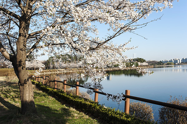 사람없음 JPG 포토 공원 벚꽃 벚나무 봄 야외 울타리 주간 풍경(경치) 한국 한그루 호수 호수공원