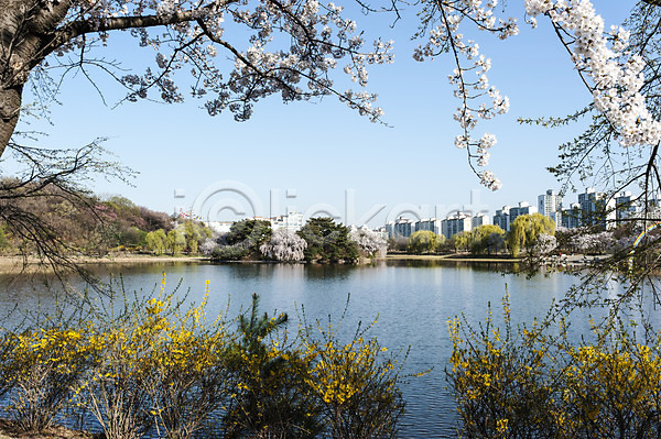 사람없음 JPG 포토 개나리 공원 벚꽃 벚나무 봄 야외 주간 풍경(경치) 한국 호수 호수공원