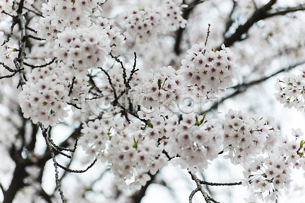 사람없음 JPG 포토 나뭇가지 벚꽃 봄 야외 여러송이 인천대공원 주간 한국 흰색