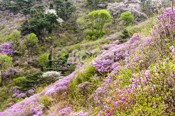 사람없음 JPG 포토 고려산 꽃 봄 야외 자주색 주간 진달래 풍경(경치) 한국