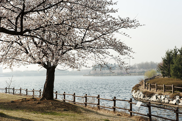 사람없음 JPG 포토 공원 벚나무 봄 야외 주간 풍경(경치) 한국 호수 호수공원