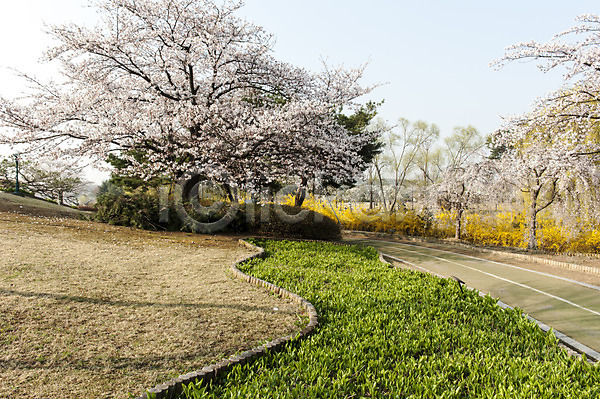 사람없음 JPG 포토 공원 벚나무 봄 산책로 식물 야외 주간 풍경(경치) 한국 호수공원