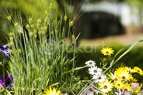 사람없음 JPG 아웃포커스 포토 꽃 노란색 벼 식물 야외 여러송이 주간 흰색