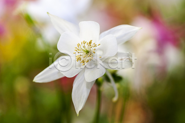 사람없음 JPG 아웃포커스 포토 꽃 배꽃 야외 주간 한송이 흰색