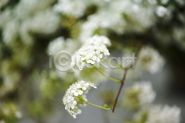 사람없음 JPG 아웃포커스 포토 꽃 나뭇가지 배꽃 야외 여러송이 주간 흰색