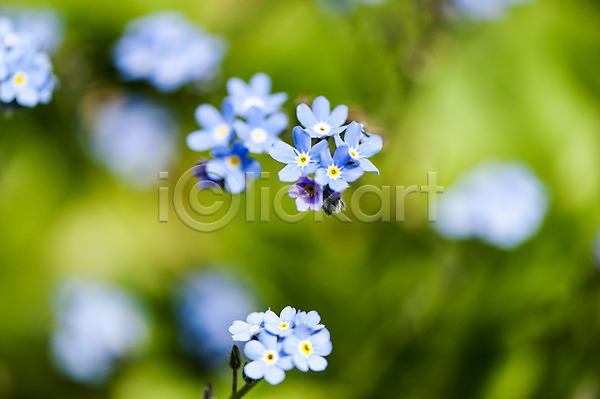 사람없음 JPG 아웃포커스 포토 꽃 물망초 야외 여러송이 주간 파란색 하늘색