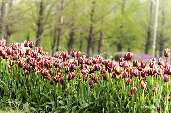 사람없음 JPG 아웃포커스 포토 꽃밭 봄 빨간색 야외 여러송이 주간 튤립 호수공원