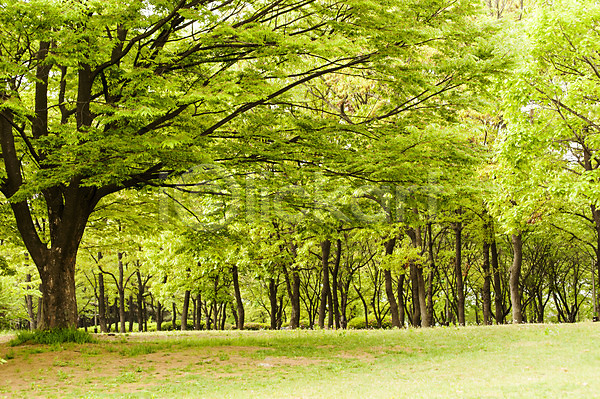 사람없음 JPG 포토 나무 봄 야외 여러그루 잔디 주간 초록색 풍경(경치) 한국 호수공원