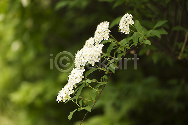 사람없음 JPG 아웃포커스 포토 꽃 나뭇가지 배꽃 봄 야외 여러송이 주간 호수공원 흰색
