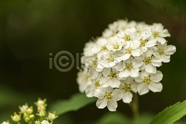 사람없음 JPG 아웃포커스 포토 꽃 배꽃 봄 야외 여러송이 주간 호수공원 흰색