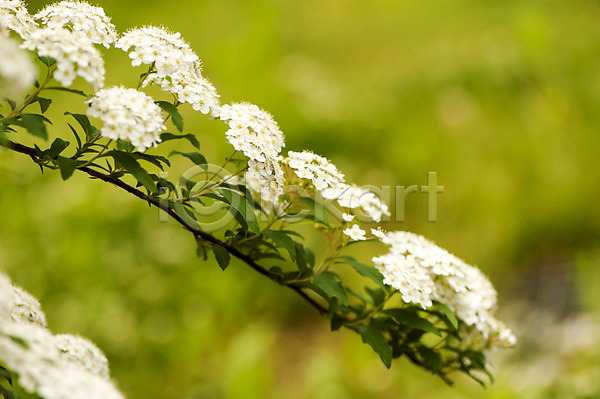 사람없음 JPG 아웃포커스 포토 꽃 나뭇가지 배꽃 봄 야외 여러송이 주간 호수공원 흰색