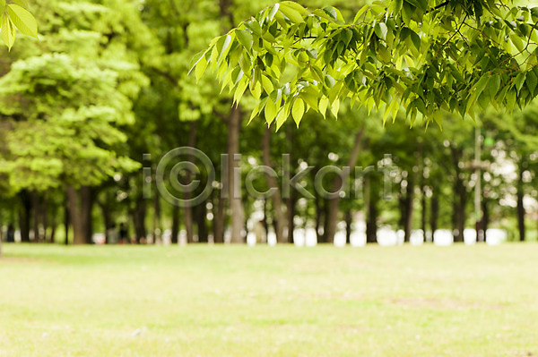 사람없음 JPG 아웃포커스 포토 나뭇가지 나뭇잎 봄 야외 잔디 주간 호수공원