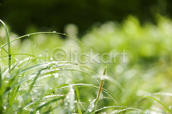 사람없음 JPG 아웃포커스 포토 물방울 봄 야외 이슬 잎 주간 초록색 풀(식물) 호수공원