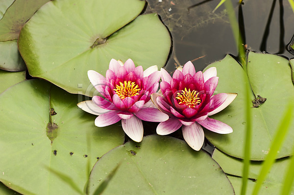 사람없음 JPG 포토 두송이 봄 분홍색 야외 연꽃(꽃) 연못 연잎 주간 호수 호수공원