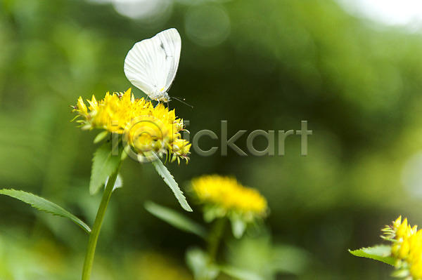 사람없음 JPG 아웃포커스 포토 꽃 나비 노란색 수목원 야외 주간 한마리 흰색