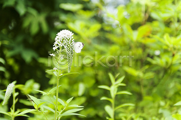 사람없음 JPG 아웃포커스 포토 꽃 나비 수목원 야외 주간 한마리 흰색