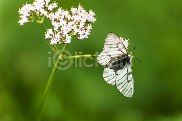 사람없음 JPG 아웃포커스 포토 꽃 나비 야외 여러송이 주간 한마리 흰색