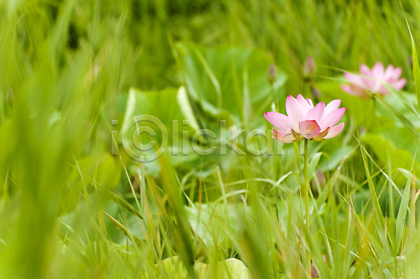 사람없음 JPG 포토 분홍색 야외 연꽃(꽃) 주간 풀(식물) 호수공원