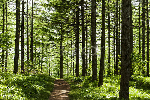 사람없음 JPG 포토 나무 만항재 산책로 숲 야외 여러그루 주간 풍경(경치) 한국