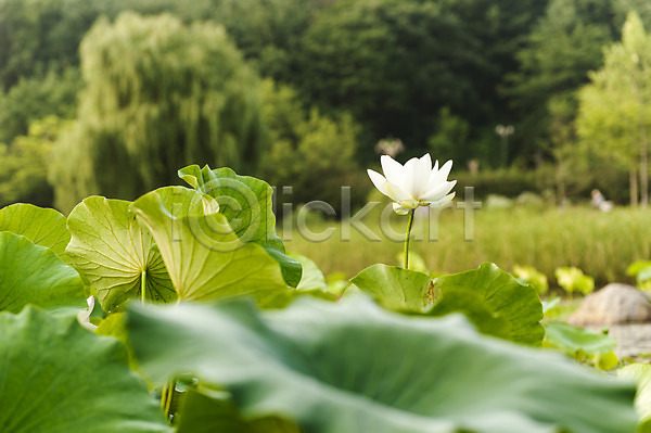 사람없음 JPG 포토 야외 연꽃(꽃) 연잎 주간 한송이 호수공원 흰색