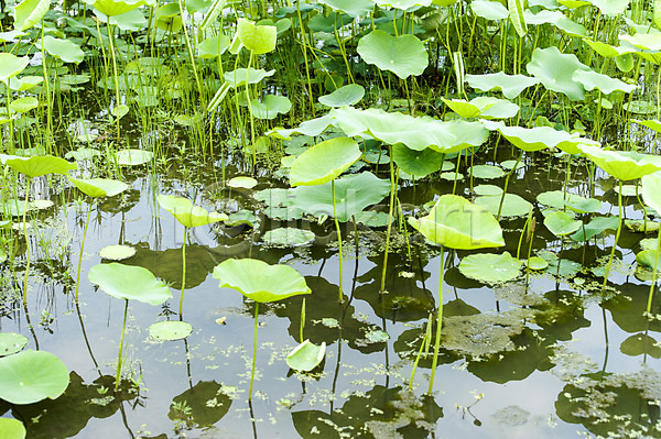 사람없음 JPG 포토 반사 야외 연두색 연못 연잎 주간 초록색 호수