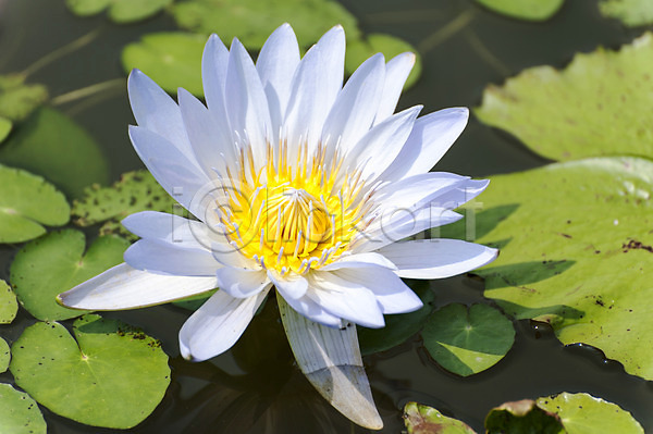 사람없음 JPG 포토 꽃술(꽃) 야외 연꽃(꽃) 연못 연잎 주간 한송이 호수 흰색