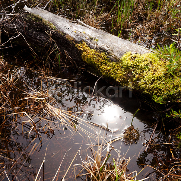 사람없음 JPG 포토 해외이미지 거울 계절 나무 묘사 물 반사 버드나무 변소 뿌리 숲 습지 시골 식물 야생동물 야외 여름(계절) 여행 연못 이끼 자연 장면 지역 진흙 초록색 통나무 해외202004 황무지