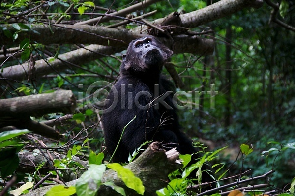 사람없음 JPG 포토 해외이미지 국립공원 동물 멸종위기 사파리 아프리카 앉기 야생동물 야외 열대우림 우간다 원숭이 유인원 침팬지 카피스페이스 탄자니아 포유류 한마리 해외202004